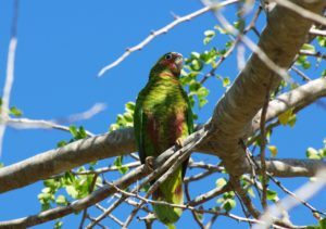 A bird you could see near a Grand Cayman Beach Suites.