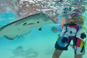 A man enjoying Stingray City in Grand Cayman Island.