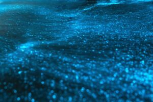 Close up of the Bioluminescent Bay in Grand Cayman.